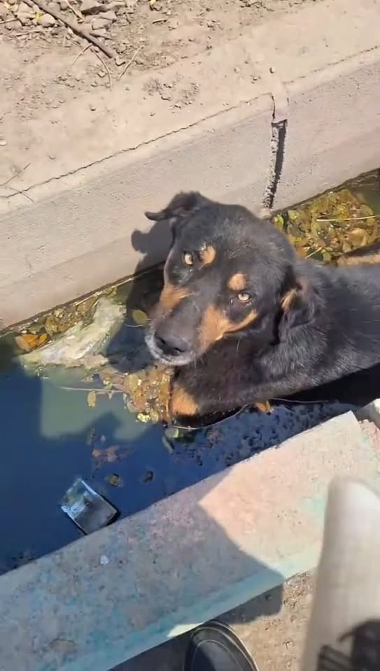 M2910021 I was shocked when I saw this poor dog 🥺 abandoned in a water well