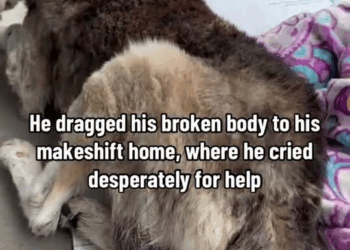 M2910022 Broken & Paralyzed Husky Collapses Outside Dollar Store BEGGING For Help After Suffering Critical Injury