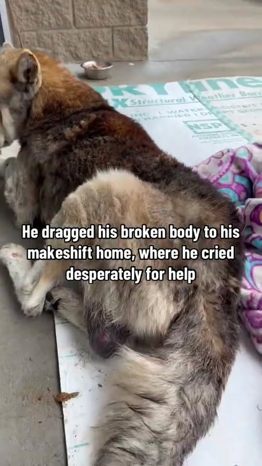 M2910022 Broken & Paralyzed Husky Collapses Outside Dollar Store BEGGING For Help After Suffering Critical Injury