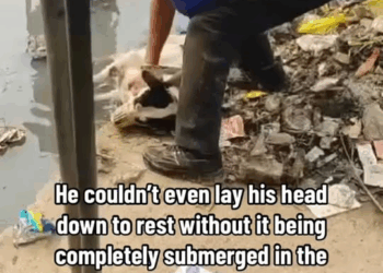 M2910023 URGENT Countless Locals Ignore Paralyzed Pup’s Cries For Help As He Sits Trapped In A Trash Filled Puddle