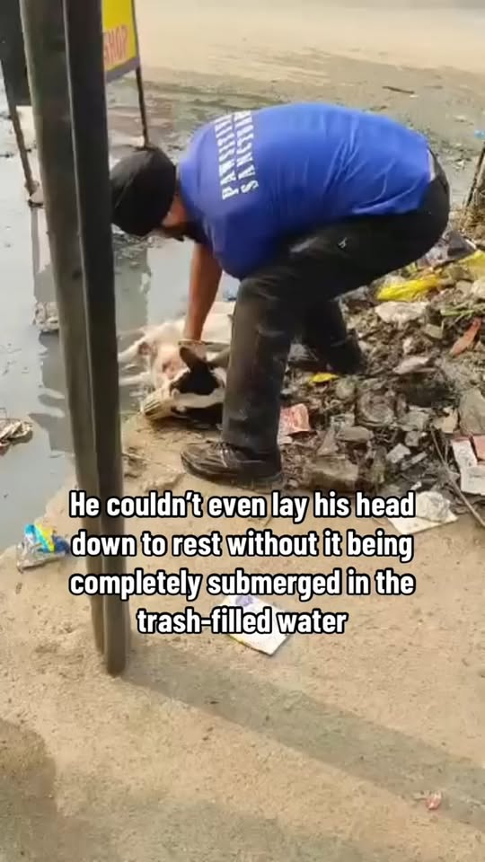 M2910023 URGENT Countless Locals Ignore Paralyzed Pup’s Cries For Help As He Sits Trapped In A Trash Filled Puddle