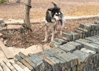 M2910024 p3 rescue skinny puppy #pets #pet #dogsofttiktok #dog #petsoftiktok part2