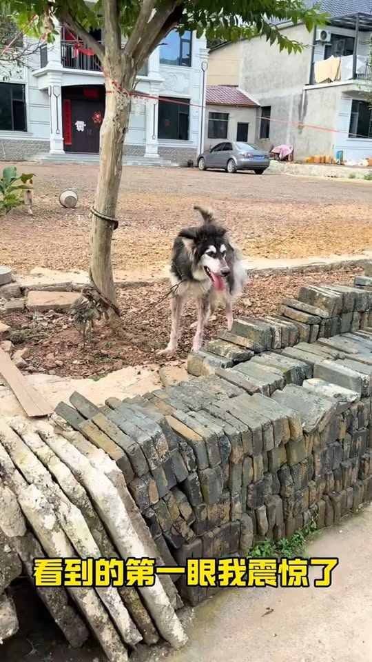 M2910024 p3 rescue skinny puppy #pets #pet #dogsofttiktok #dog #petsoftiktok part2