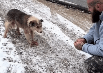 M2910025 animal rescue #animals #dog #animalsoftiktok #animalrescue #trend part2