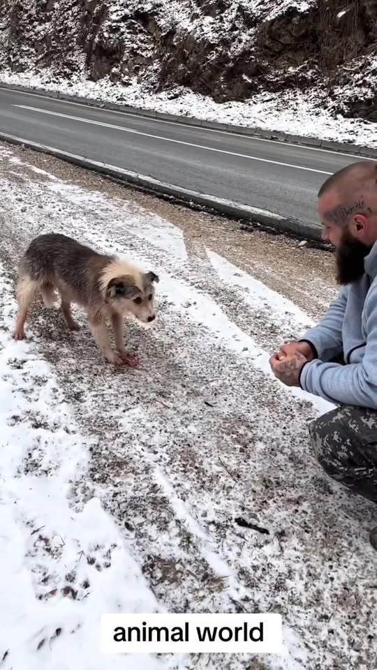 M2910025 animal rescue #animals #dog #animalsoftiktok #animalrescue #trend part2