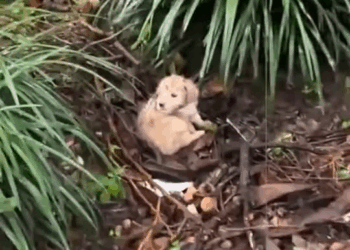 M2910027 Adopt a puppy that got lost from its mother and was bullied #puppy #dog #dogsoftiktok #lovestory #animals #fyp #tiktok #lovestory #rescue #foryou part2