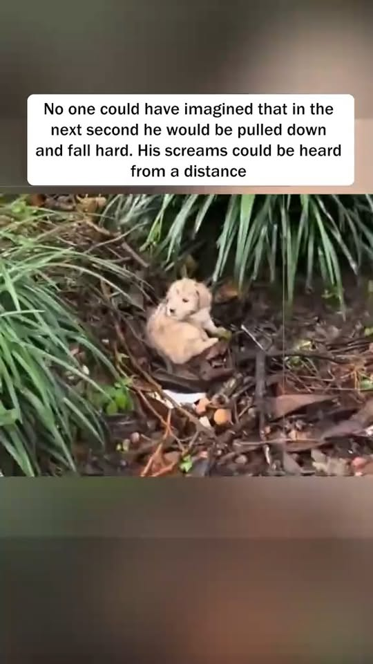 M2910027 Adopt a puppy that got lost from its mother and was bullied #puppy #dog #dogsoftiktok #lovestory #animals #fyp #tiktok #lovestory #rescue #foryou part2