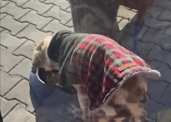 M2010017 A woman saved a poor dog abandoned by its owner #rescue #rescuedog #dog #dogsoftiktok #puppy #animals #animalsoftiktok #animalrescue part2