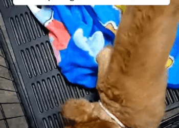 M2910028 He was afraid of humans