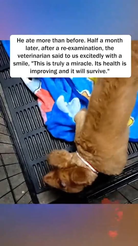 M2910028 He was afraid of humans