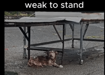 M2910029 Paralyzed and abandoned, she’s skin and bones