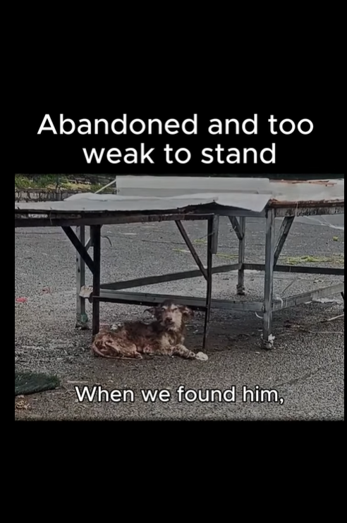 M2910029 Paralyzed and abandoned, she’s skin and bones