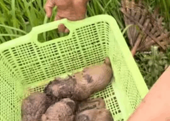 M291003#Mother dog gave birth to puppies in a hole. When it rained, water flowed into the hole. The puppies were moved out safely. Kamtang Sukhothai part 2