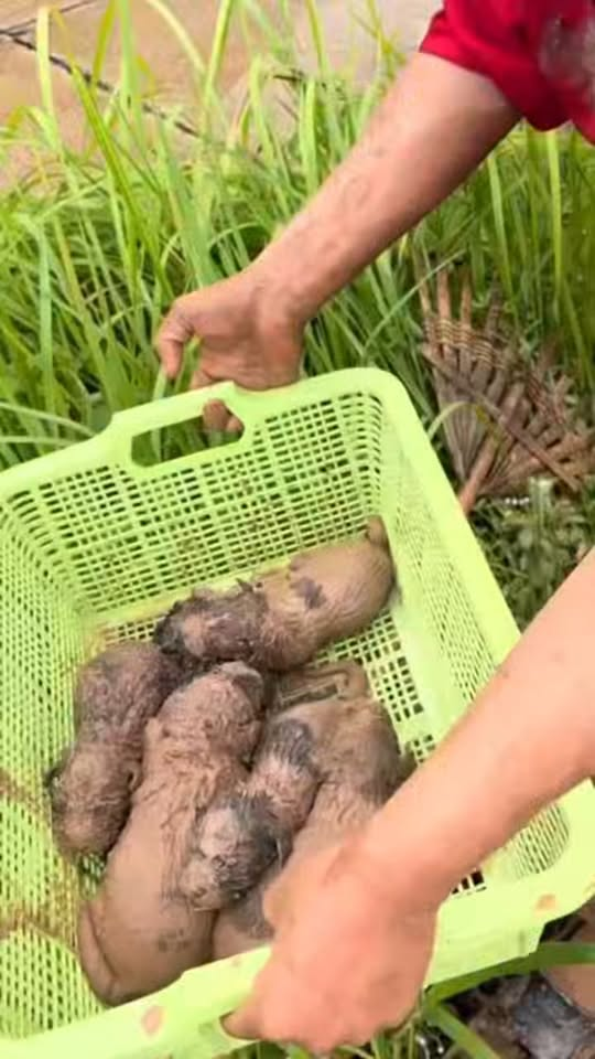 M291003#Mother dog gave birth to puppies in a hole. When it rained, water flowed into the hole. The puppies were moved out safely. Kamtang Sukhothai part 2