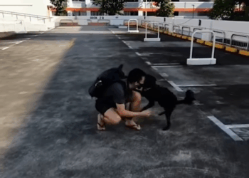 M2910031 Crippled puppy found in drain learns how to walk 😍 part2