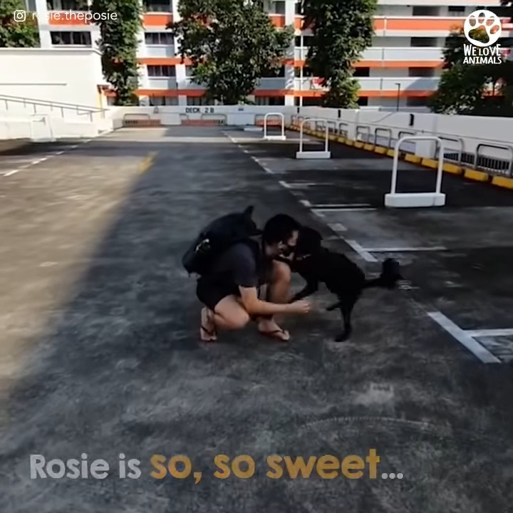 M2910031 Crippled puppy found in drain learns how to walk π part2