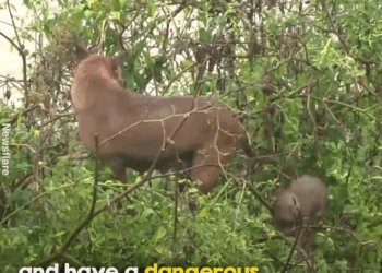 M2910032 This puppy fought so hard to get back to her mother 🥺 ❤️ part2