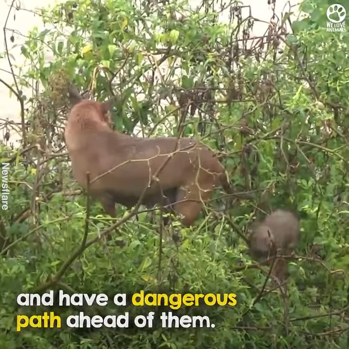 M2910032 This puppy fought so hard to get back to her mother π₯Ί β€οΈ part2