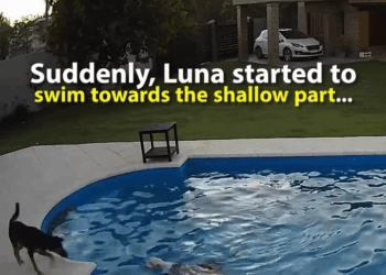 M2910033 Dog rescues his blind friend from drowning – We don’t deserve dogs 😢 ❤️ part2