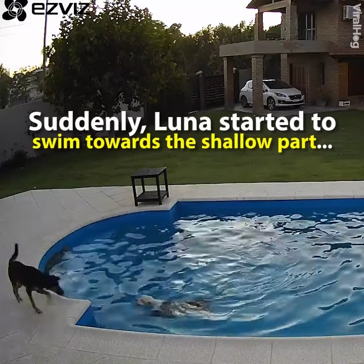 M2910033 Dog rescues his blind friend from drowning β We don’t deserve dogs π’ β€οΈ part2