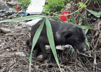 M3110002 Abandoned disabled dogs hid under a bridge for foo