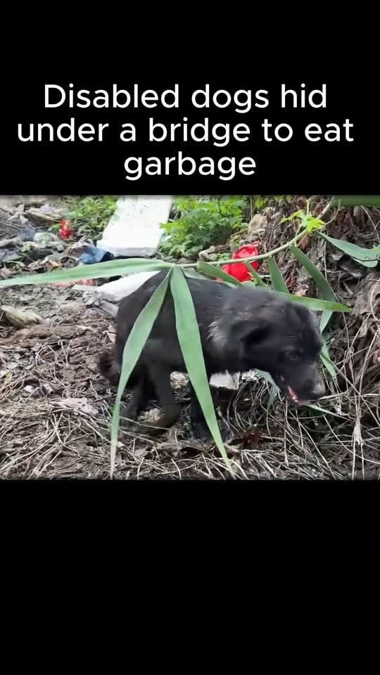 M3110002 Abandoned disabled dogs hid under a bridge for foo