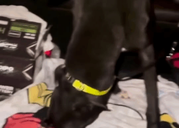 M3110003 Esse cãozinho foi abandonado no meio da água e quase se afogou! ❤️‍🩹 part2