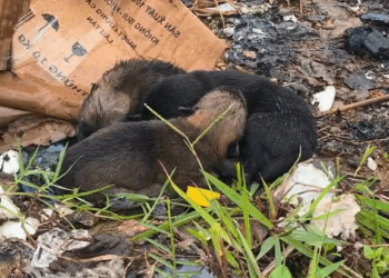 M2010018 Rescues puppies #dog #dogsoftiktok #rescuedog #puppy #animals #animalsoftiktok #animalrescue part2