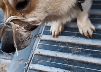 M3110007 The poor little Corgi was gagged and chained, making it unable to move. Part 2