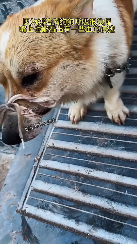 M3110007 The poor little Corgi was gagged and chained, making it unable to move. Part 2