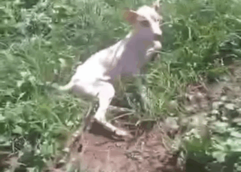 M3110008 “Maam, nagulat kami si Gelo lumabas ng bahay namin, pinipilit pong tumayo at maglakad