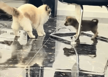 M3110010 This girl found a lonely puppy by the roadside and gave it a home part2