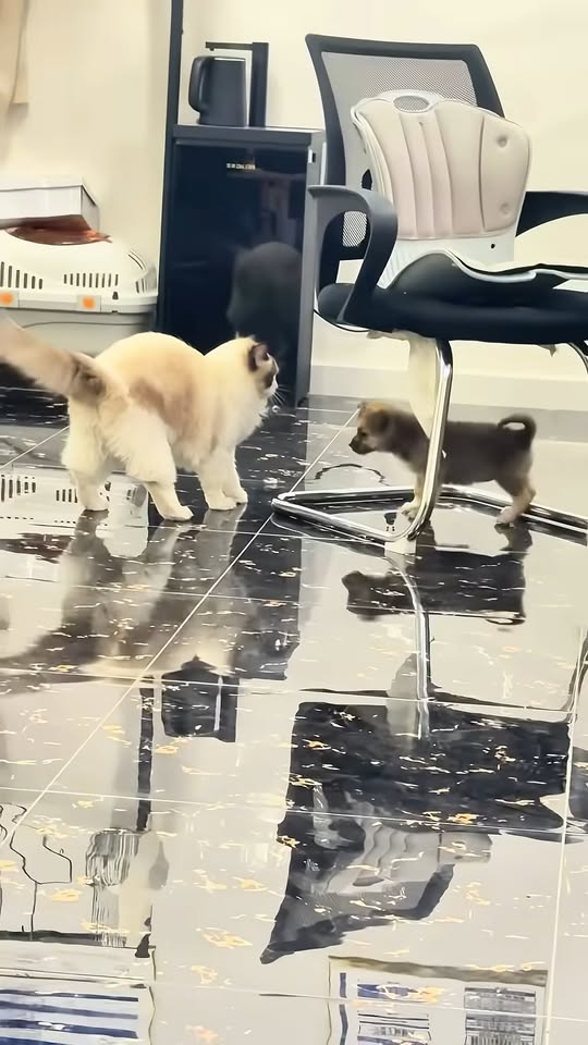 M3110010 This girl found a lonely puppy by the roadside and gave it a home part2