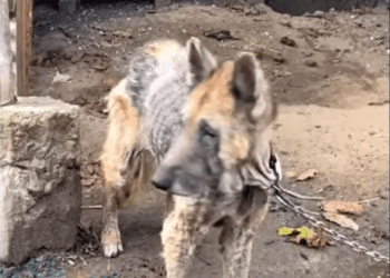 M3110012 Starving Dog Held an Empty Bowl in Her Mouth for Years, Begging for Food — But No One Ever Cared! part2