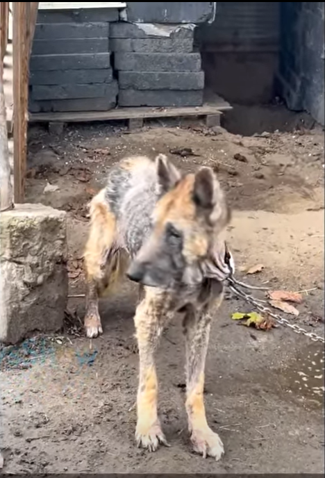 M3110012 Starving Dog Held an Empty Bowl in Her Mouth for Years, Begging for Food — But No One Ever Cared! part2
