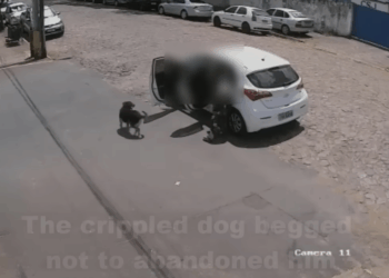 M3110013 Get out of my car, the crippled dog cried as he ran after his owner’s car part2