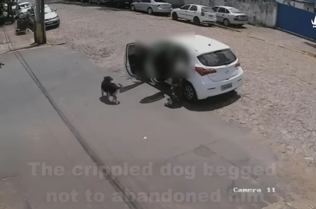 M3110013 Get out of my car, the crippled dog cried as he ran after his owner’s car part2