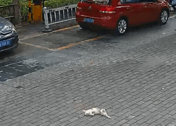 M3010010_I saw a stray cat fall from a great height. I immediately gave it artificial respiration, and then…#rescue #animals #cat _part2