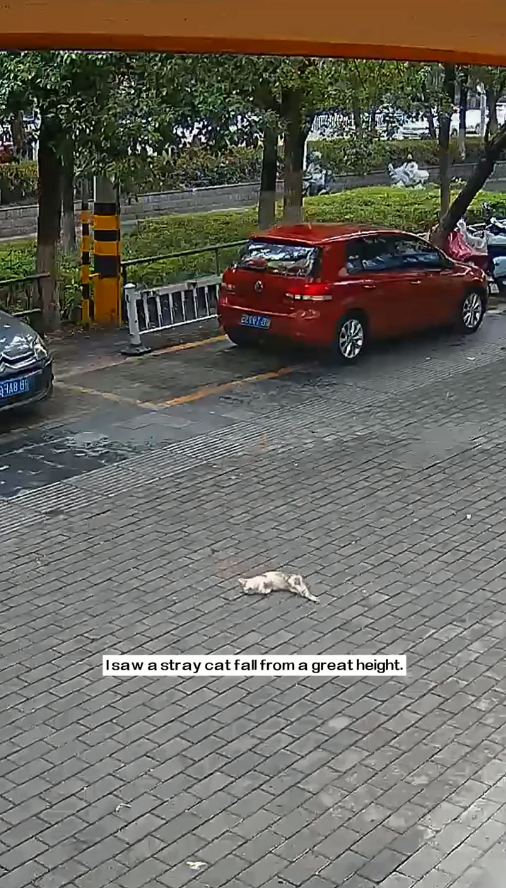 M3010010_I saw a stray cat fall from a great height. I immediately gave it artificial respiration, and then…#rescue #animals #cat _part2