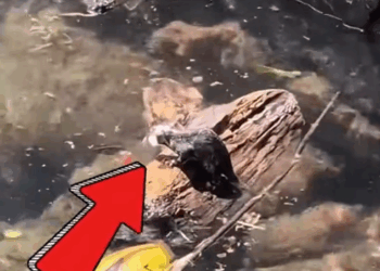 M3010015_A kind family rescue a baby possum and then…. #rescue #rescueanimals #animals #animalsoftiktok #possum #possumsoftiktok #babypossum #fyp _part2