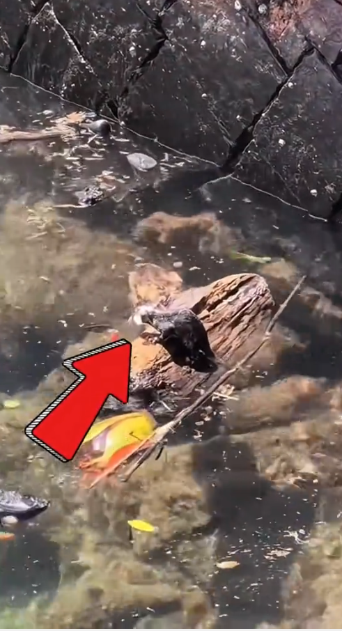 M3010015_A kind family rescue a baby possum and then…. #rescue #rescueanimals #animals #animalsoftiktok #possum #possumsoftiktok #babypossum #fyp _part2