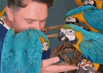 M2010021 man adopts a flock of parrots#rescue #animalsoftiktok #animals #rescueanimals #parrot #parrotsoftiktok part2