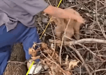 M2010022 Human kindness to animals #kindnesstoanimals #respectanimals #animalsarefriends #compassionforanimals #loveanimals part2