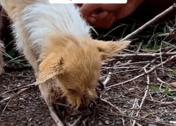 M2010023 Animal rescue#rescuedog #dogrescue #dogsoftiktok #foryoupage #foryou #dogs #foryoupage part2