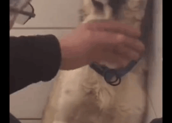 M2010024 Animal rescue#dogrescue #rescuedog #dogsoftiktok #foryoupage #foryou #dogs part2