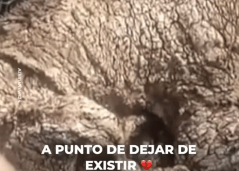 M2010027 Bebé osa abandonada causa impacto a visitantes de un zoológico part2