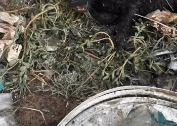 M2010029 Never justify to anyone what you think is right. #design #reelsviralシ #shortsreels #dog #doggo #design #nador #dance #reelschalleng part2