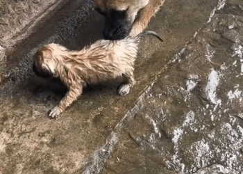 M2010030 A mother’s love for her child is boundless ❤️ #pet #xuhuong #fyp #trending #dog part2