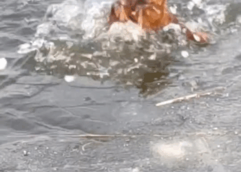 M2010031 OMG #pet #xuhuong #fyp #trending #dog part2