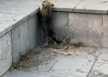 M0501001 I was exercising in the park when I saw this poor lost puppy